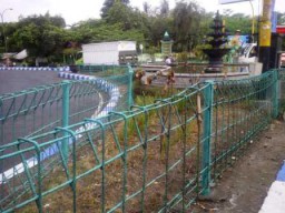 Kebacut Rek........!!! Bunga Taman Kota di Lumajang Kering Kerontang